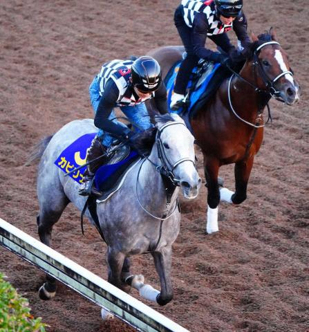 【スプリンターズS】カピリナ　迫力満点の加速ラスト1F11秒8　田島師「不安はない」