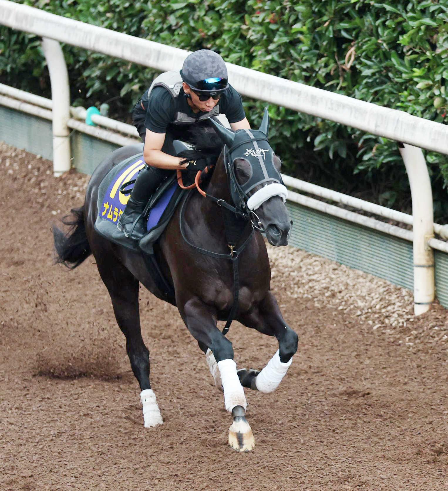 【スプリンターズＳ】ナムラクレア究極仕上げ　悲願Ｇ１制覇へ長谷川師「言うことない。今までより１・５倍ぐらいの調教量」