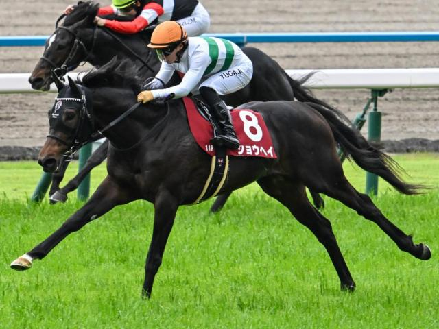 半兄は京都新聞杯覇者のショウヘイ ノンブルドールがデビュー勝ちなるか