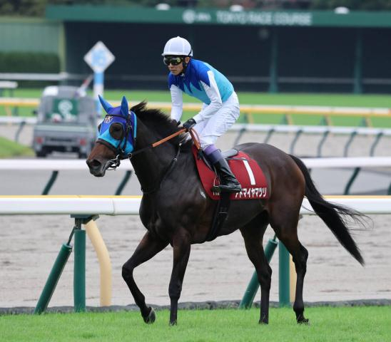 【アイルランドT】武豊騎手「最後の100メートルで苦しくなりました」ハナを切ったアドマイヤマツリは7着