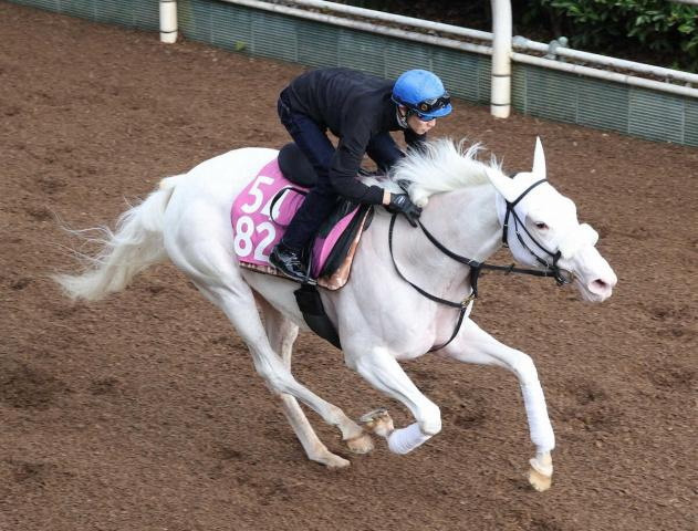 白毛馬マルガがアルテミスS1週前追い　武豊「いい動きでした」