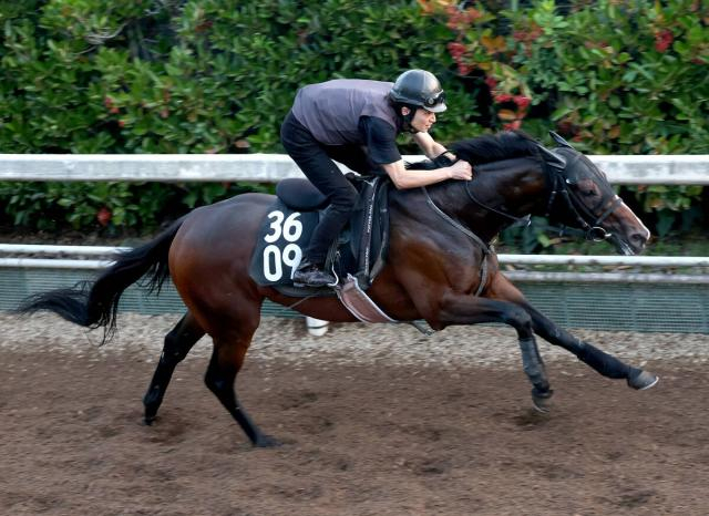 【菊花賞・1週前】武豊騎手とマイユニバースが初コンタクト「大逃げも戦略の一つになってくる」