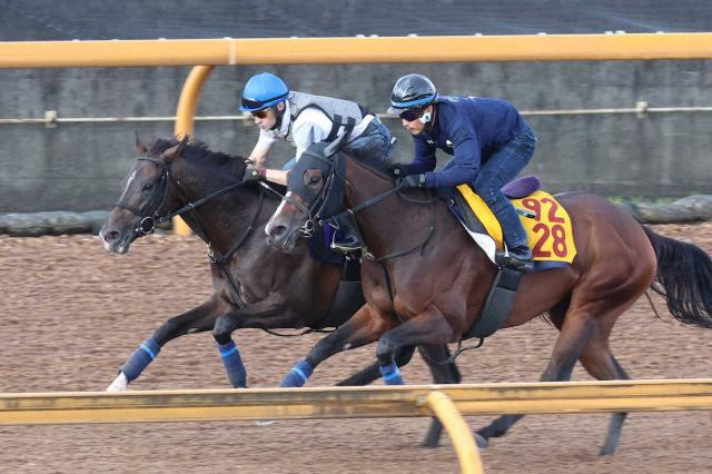 【菊花賞1週前追い】エネルジコ　切れ味抜群ラスト1F11秒1　ルメール絶賛「四輪駆動の感じ」