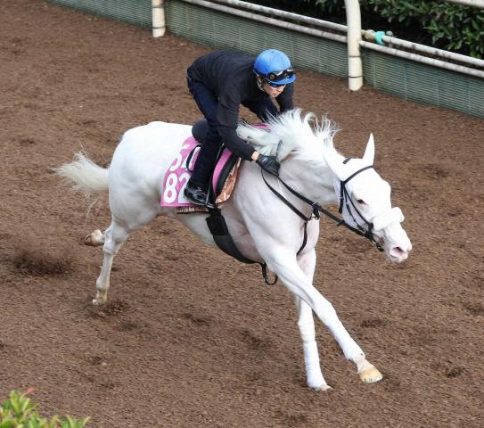 【アルテミスS1週前追い】白毛馬マルガ　坂路単走4F54秒4　武豊手応え「いい動き」