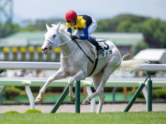 【アルテミスS想定馬・騎手】マルガ、タイセイボーグなど11頭