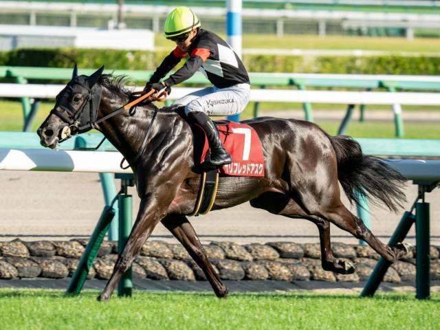 秋華賞はキンカメの血が5連勝中 今年の該当馬は？