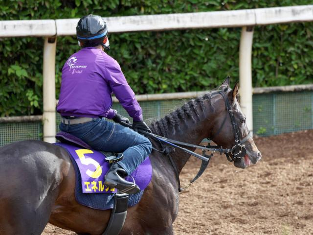 【菊花賞】エネルジコは追い切り前日も力強い動き 陣営「後肢の使い方は以前より全然いい」