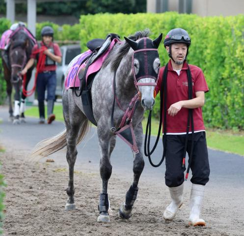 【アルテミスS】メンバー唯一の2勝馬ハッピーエンジェル 陣営「普段はおっとりしているけど競馬に行ったら真面目」