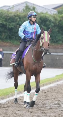 【菊花賞】レッドバンデ 距離延長に好感「力のいる馬場になると良い」