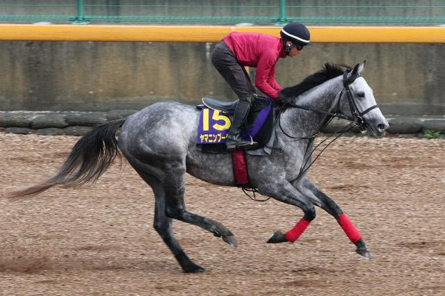 【菊花賞】ヤマニンブークリエ好機到来 横山典“太鼓判”3000メートルで本領だ