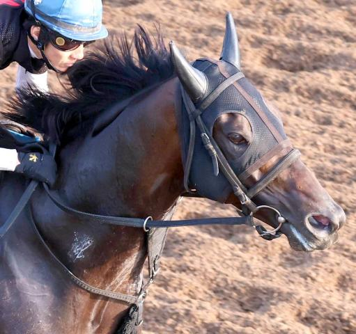 【天皇賞・秋1週前】コスモキュランダは好タイムで先着 津村明秀騎手「持久力を生かしたい」