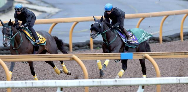 【天皇賞・秋1週前】セイウンハーデスが意欲的な一番時計 菅原明良騎手「癖もなくて乗りやすいです」