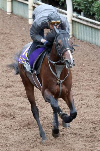 【菊花賞】前走逃げ切り完勝のマイユニバースは力が抜けたスムーズな走り 武幸四郎調教師「この馬は折り合い」