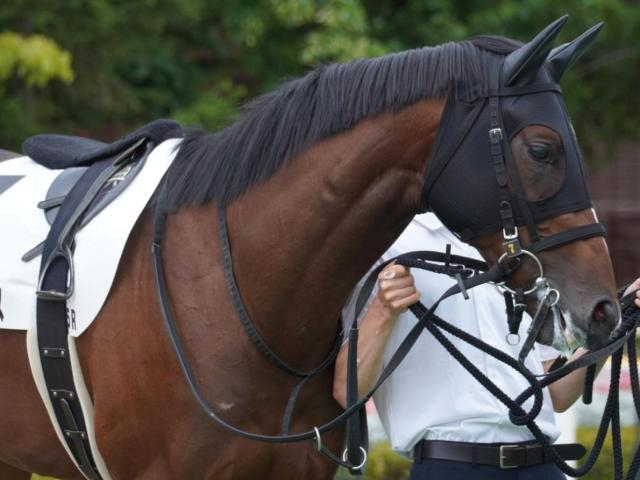 【菊花賞】武豊騎手×武幸四郎調教師×逃げ=複勝率77% 回収率は単複ともに100%超