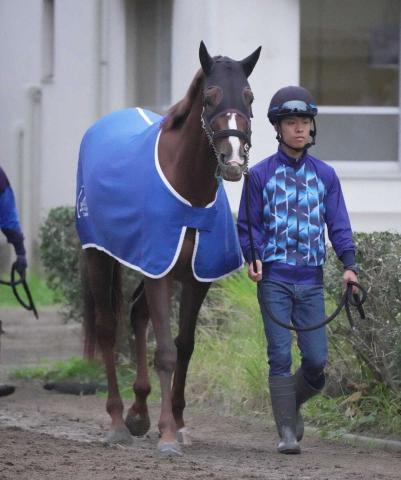 【菊花賞】(16)ラーシャローム 前進気勢で万全 奥村武師「動きは問題ない」