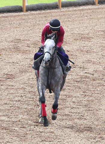 【菊花賞】上積み確かなヤマニンブークリエ 陣営「前走より状態はいいと思います」