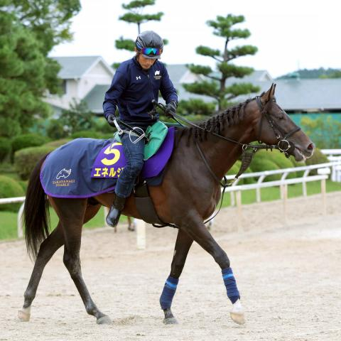 【菊花賞】栗東滞在のエネルジコはCWコースで落ち着き十分に最終調整 陣営「本当に順調です」