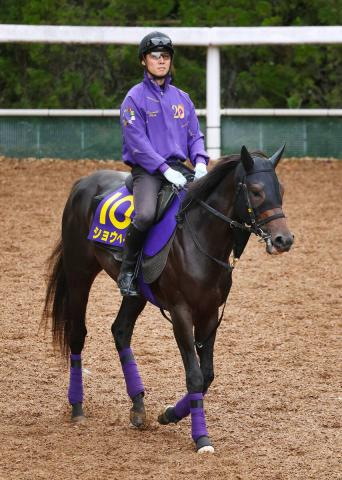 【菊花賞】ショウヘイは追い切り後も状態上昇 陣営「さらに馬体にシルエットが出てきて、メリハリがついた」