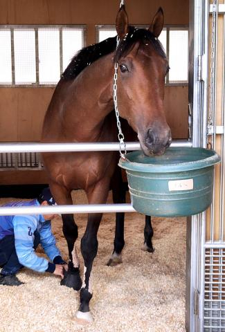 【菊花賞】レッドバンデは雨馬場、大外枠も歓迎 陣営「マイナスにはならない」