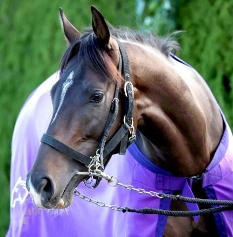 【菊花賞】前日1番人気はエネルジコで3・9倍 武豊騎手のマイユニバースは4番人気