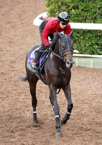 【天皇賞・秋・山下の特注馬】左回り巧者のロードデルレイに期待　状態も良く一発ある