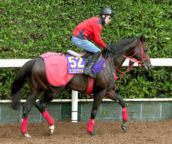 【天皇賞・秋】エコロヴァルツは涼しくなって元気いっぱい 陣営「今は疲れもなく、何も不安はありません」