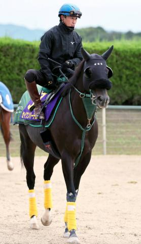 【天皇賞・秋】セイウンハーデスは1週前追い切りで好仕上がりアピール 陣営「コースでしっかり負荷をかけました」