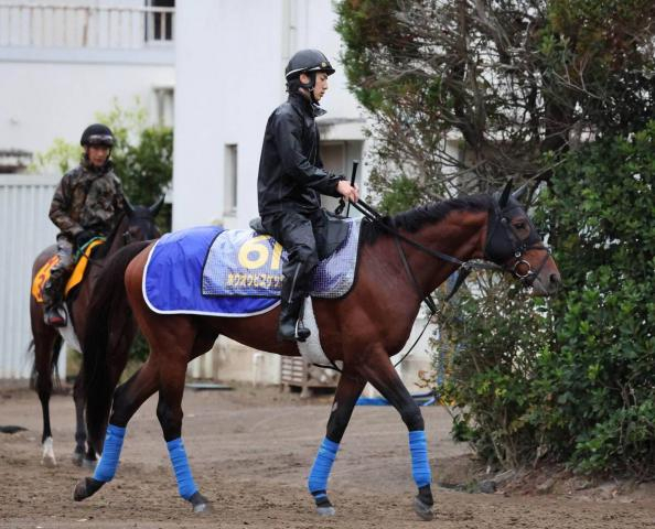 【天皇賞・秋】ホウオウビスケッツは叩いて順当に良化 奥村武調教師「左回りはよく走る」