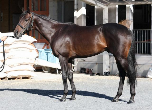 【天皇賞・秋】ミュージアムマイル85点　首とトモに良い筋肉付く