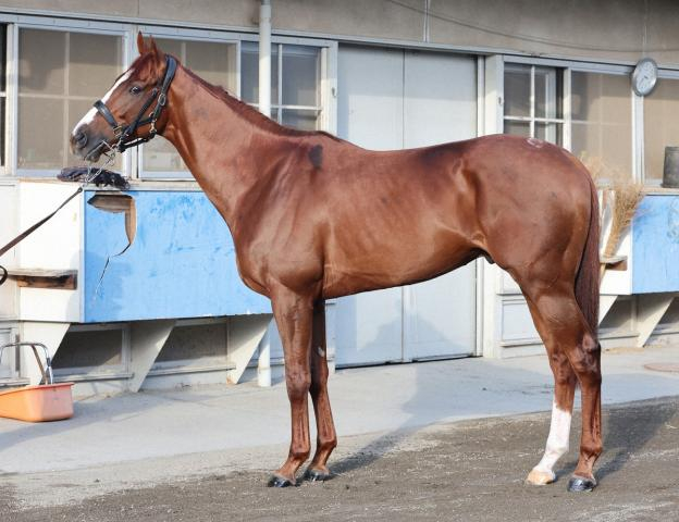 【天皇賞・秋】アーバンシック85点　立ち姿に安定感出てきた