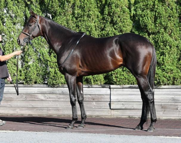 【天皇賞・秋】ロードデルレイ85点　アカ抜けて腹もふっくら