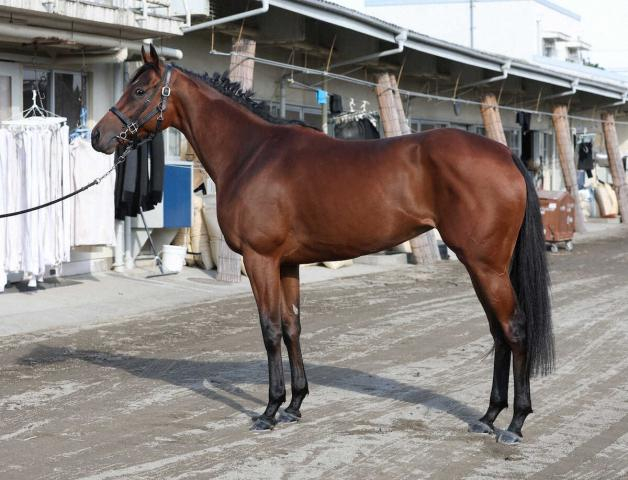 【天皇賞・秋】ブレイディヴェーグ80点　胴詰まり前進気勢強い