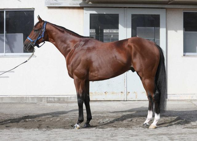 【天皇賞・秋】ソールオリエンス80点　3歳時から高い完成度