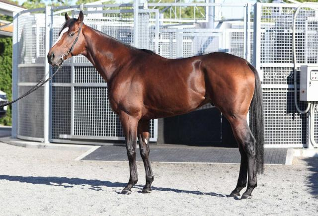 【天皇賞・秋】メイショウタバル90点　目つきに負けん気の強さ