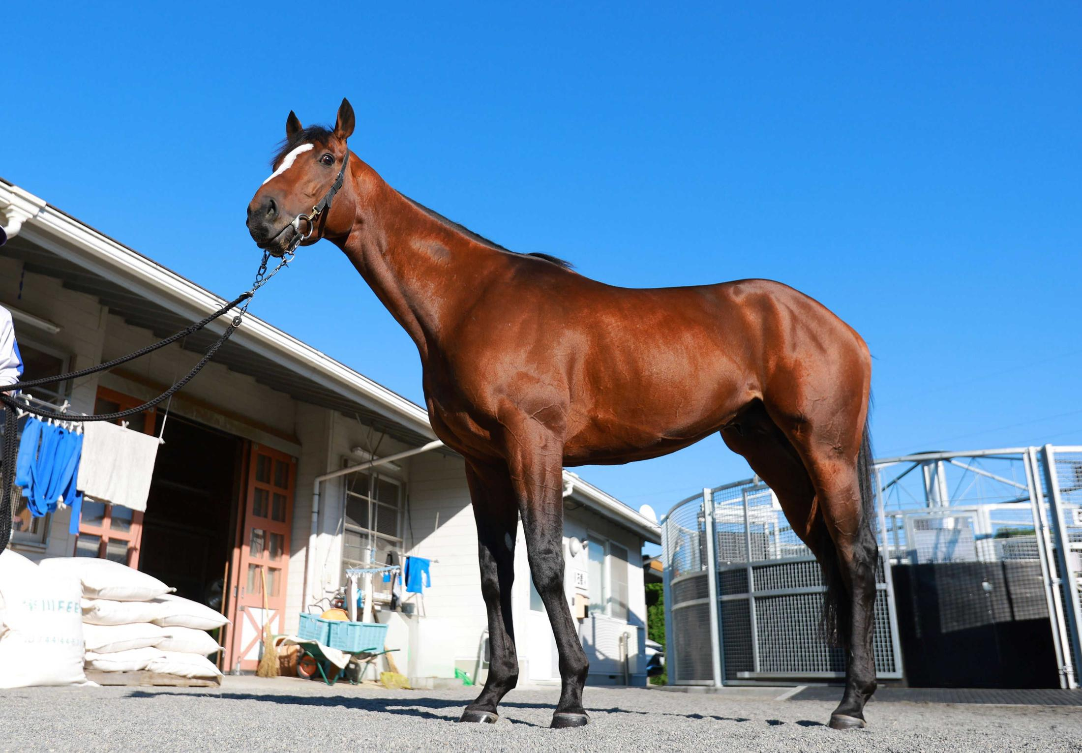 【天皇賞】メイショウタバル　若き挑戦者たちを返り討ちに　“盾男”ユタカに導かれ逃走劇だ