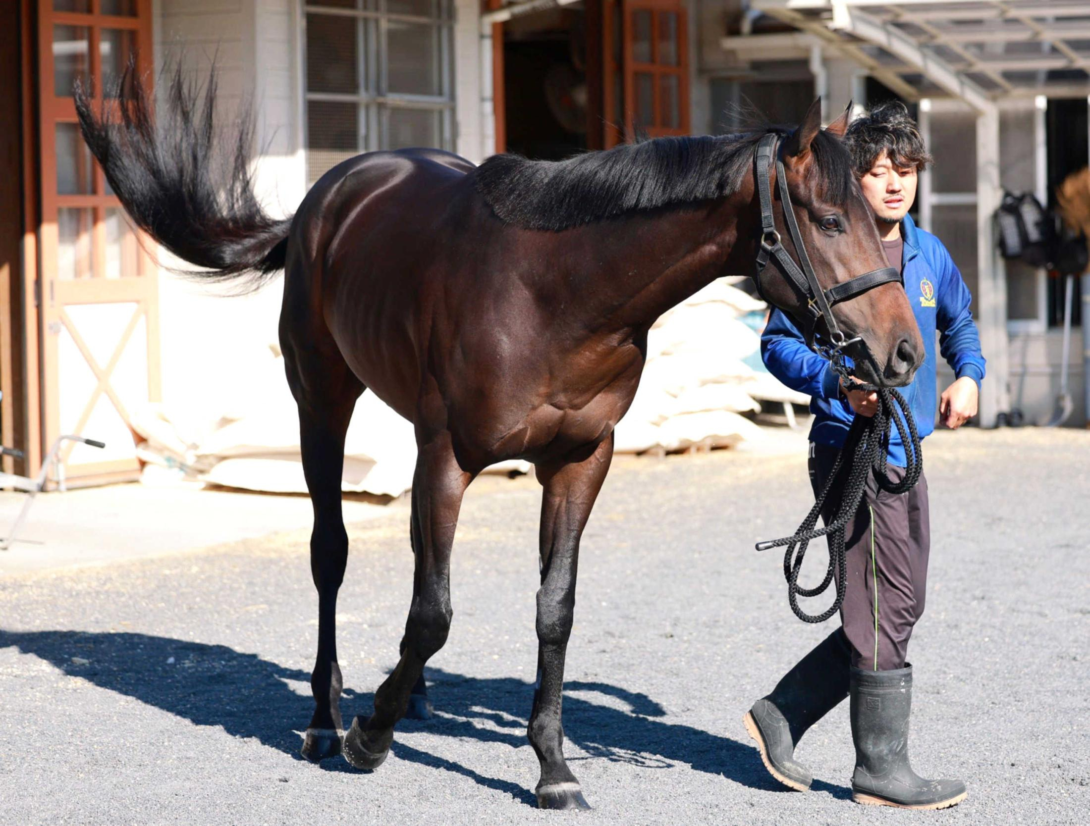 【天皇賞】ミュージアムマイル　史上６頭目快挙３歳馬Ｖへ突き進む　高柳大師「いい成長している」