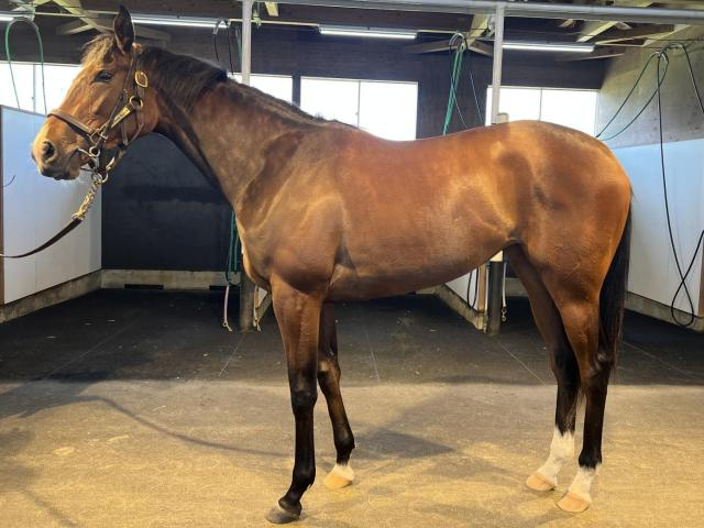 半姉は重賞3勝のプリモシーン モートンアイランドがデビュー勝ちなるか