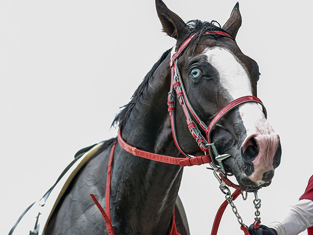 青い眼を持つ競走馬シンフォーエバー SNSで話題の