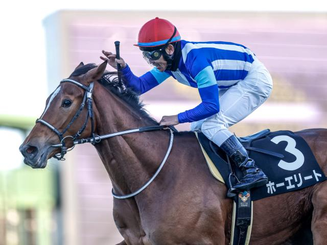 【AR共和国杯想定馬・騎手】ホーエリート、スティンガーグラスなど19頭