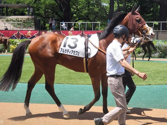 半兄はGI・2勝のカフェファラオ アルカディアカフェが初勝利なるか