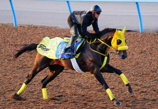 【船橋&門別で11月3日開催　JBC4競走枠順決まる】クラシック連覇狙うウィルソンテソーロは6枠9番