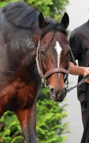 【豪メルボルンC】賞金総額は1000万豪ドルのビッグレースの枠順が決定　日本のシュヴァリエローズは5番ゲート