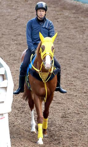 【アルゼンチン共和国杯】キャリア18戦目で東京初出走のボルドグフーシュに復調気配　陣営「今年一番の出来です」
