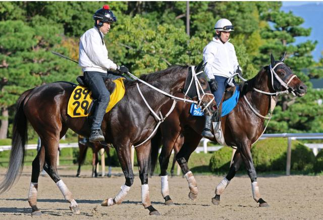 【みやこS】大久保厩舎はアウトレンジとダブルハートボンドの2頭出し　陣営「1着同着になったらいいな」