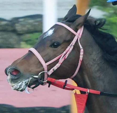 【JBCレディスC】前走からマイナス14キロのライオットガール5着　岩田望来騎手「3コーナーから反応できなかった」