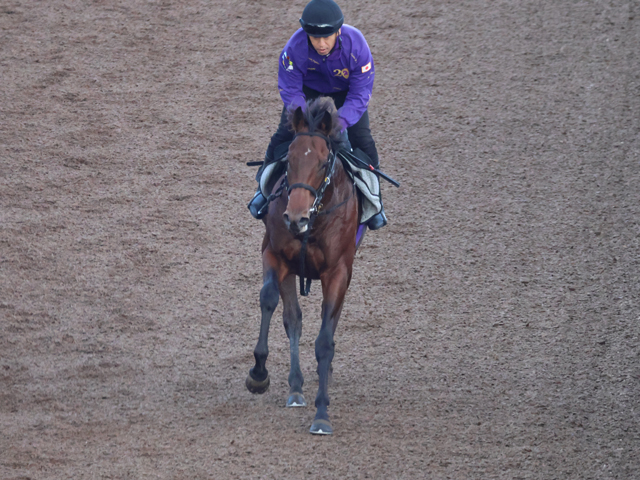 半兄は重賞2勝のギベオン 1.7億円馬のラヴェニュー/関西馬メイクデビュー情報