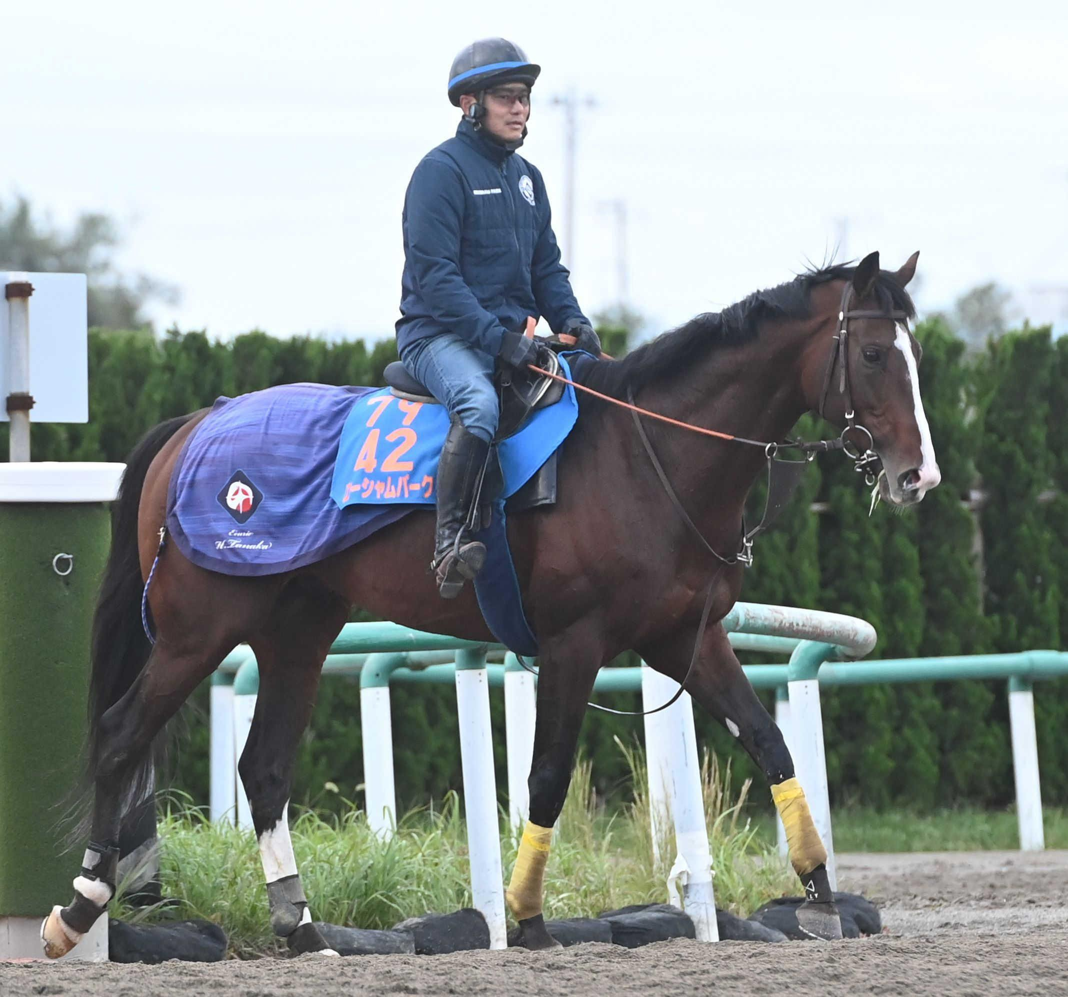 【アルゼンチン共和国杯】ローシャムパーク　喉手術効果だ「症状は緩和」　過去レースの惜敗原因は呼吸困難