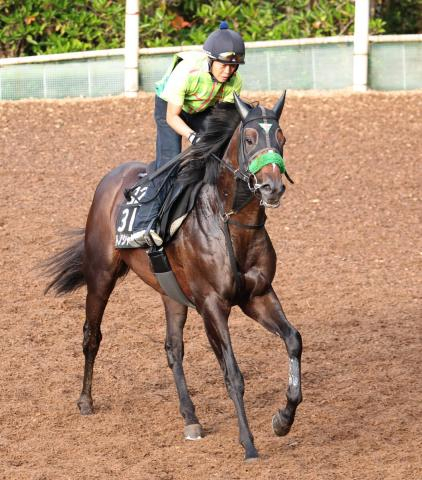 【注目馬動向・3歳&古馬】サトノシャイニングは鳴尾記念へ　メイショウハリオとテンカジョウはチャンピオンズC視野