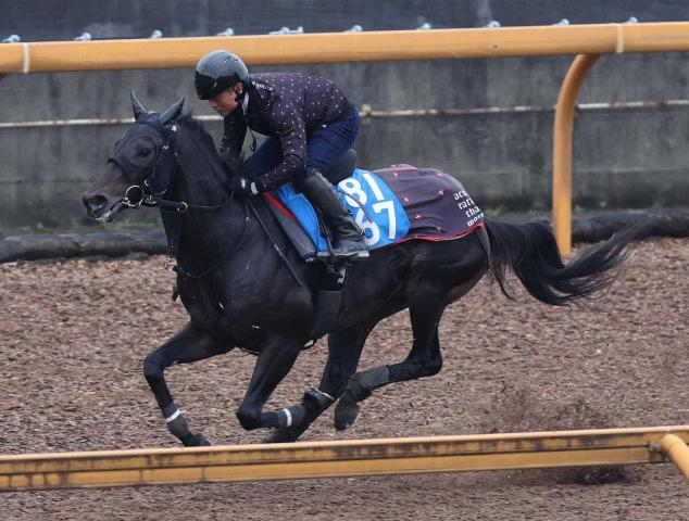 【みやこS】ロードクロンヌ躍動感　陣営「予定通り」の5F68秒1