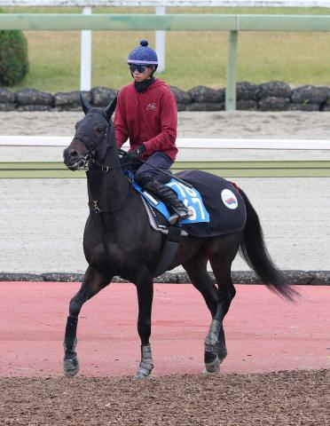 【アルゼンチン共和国杯】ミステリーウェイ　上昇気流に満足「追い切るごとに動きが良化」